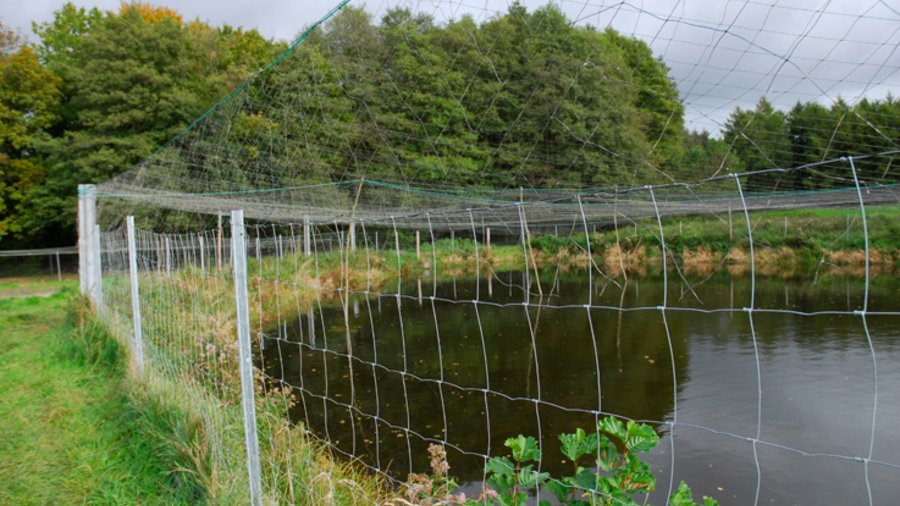 Karpfenteich mit Kormoranschutznetz